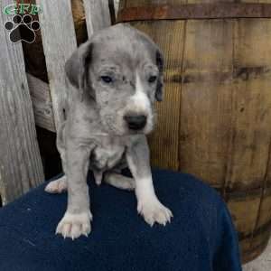 Harry, Great Dane Puppy